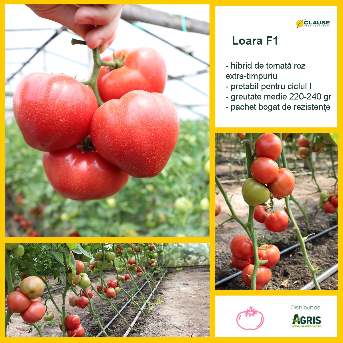 AGRIS - #Loara F1 🍅🧑‍🌾 ️ ⏳Este un hibrid extra-timpuriu de tomate, cu ...