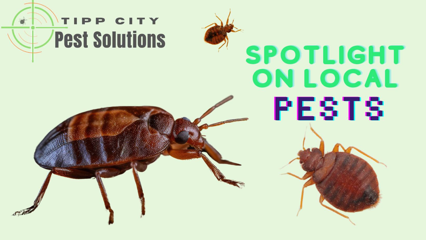 🛏️ Bed Bugs: What You Need to... - Tipp City Pest Solutions