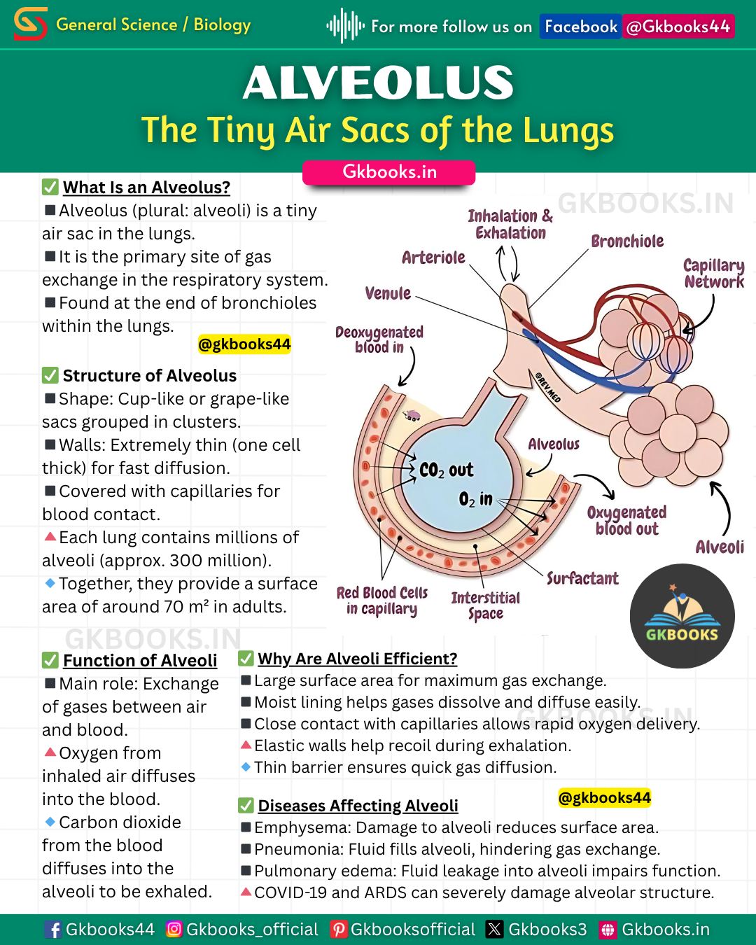 Gkbooks - Alveolus: The Tiny Air Sacs That Keep You Breathing Did you ...