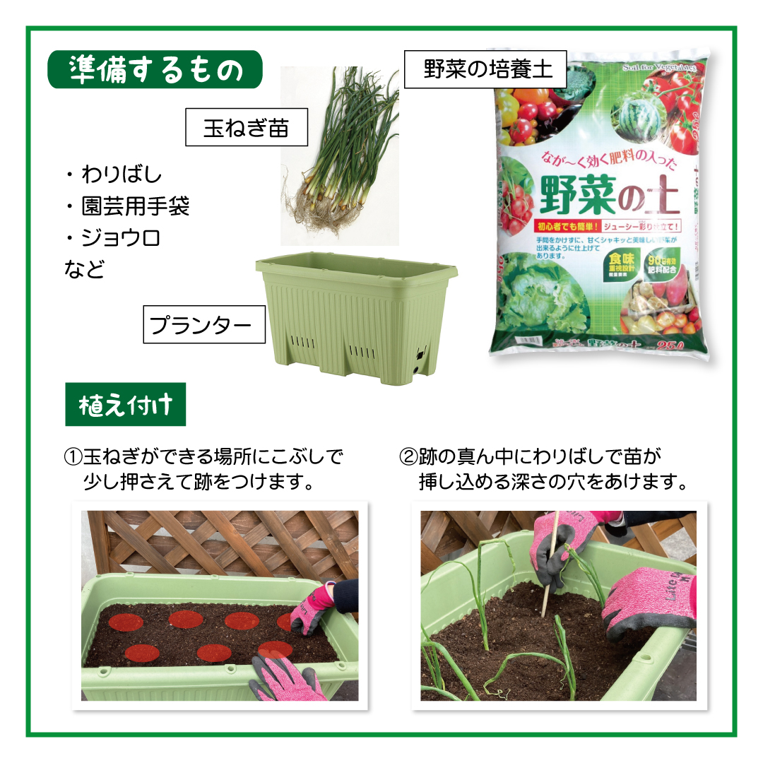 🧅玉ねぎ苗販売中！ 【玉ねぎ栽培に挑戦！】 プランターでも育てること