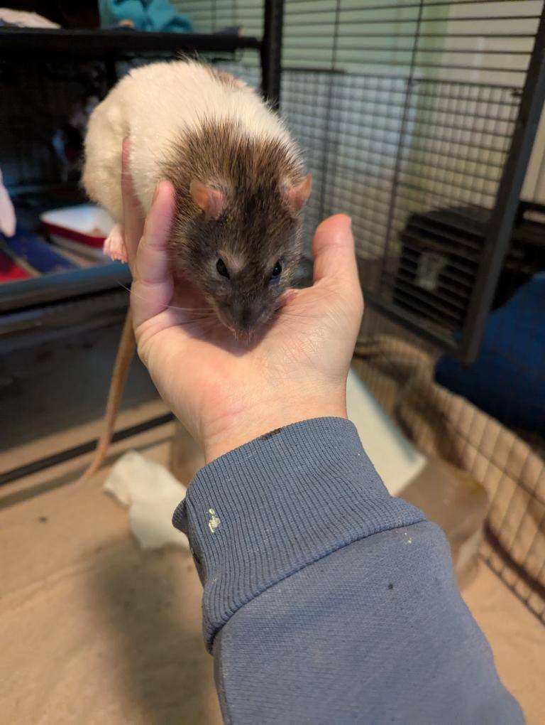 Ottawa Pet Rat Rescue