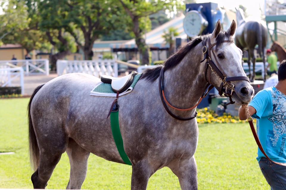 Sean McCarthy Racing Stable... - Sean McCarthy Racing Stable
