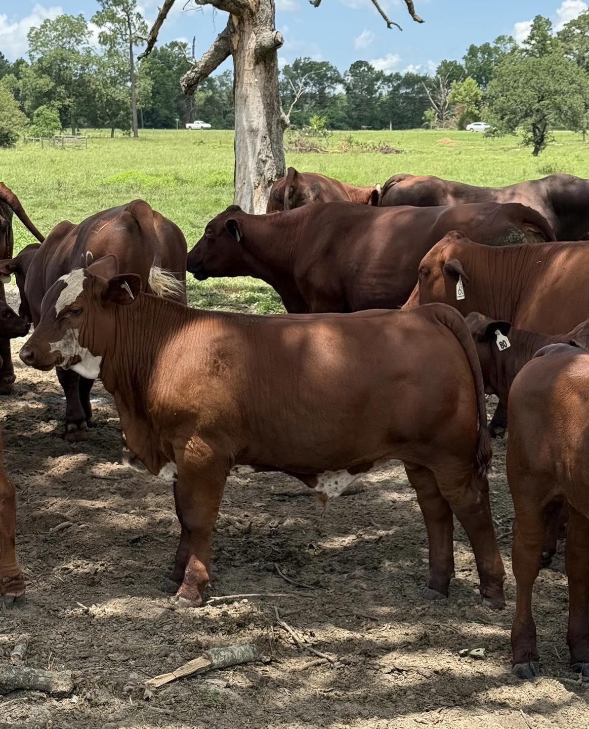 B Square Ranch | Timpson TX