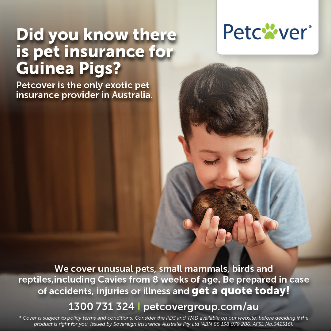 Cavy Council... - Cavy Council of Victoria (Guinea Pig Club)