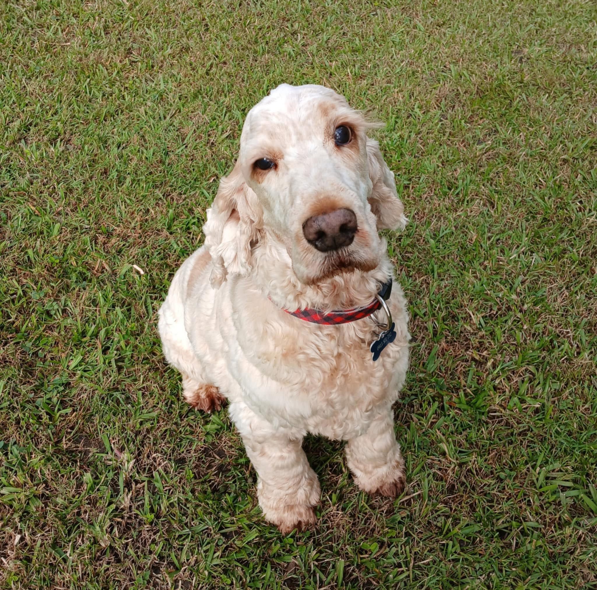 Cocker Spaniel Rescue QLD inc