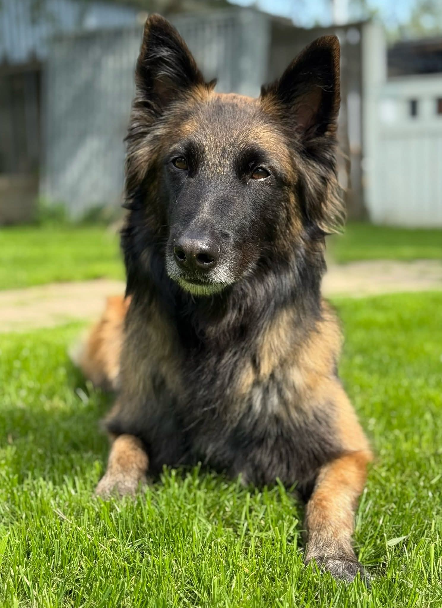 high-spirited-working-line-malinois-groenendael-tervueren