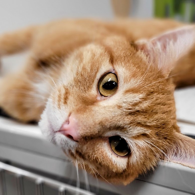 Tri-County - Update: Adopted! Corn is a gorgeous 3-year-old red tabby ...