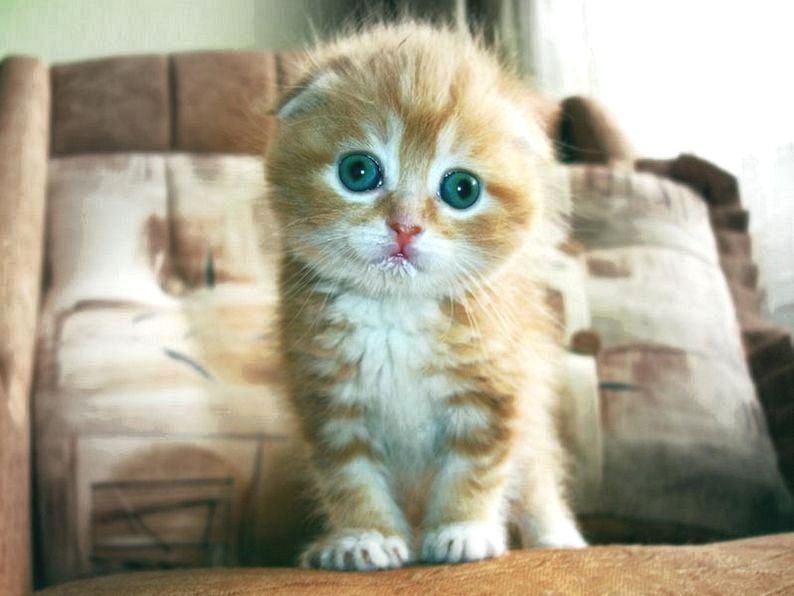 Privilege Cat