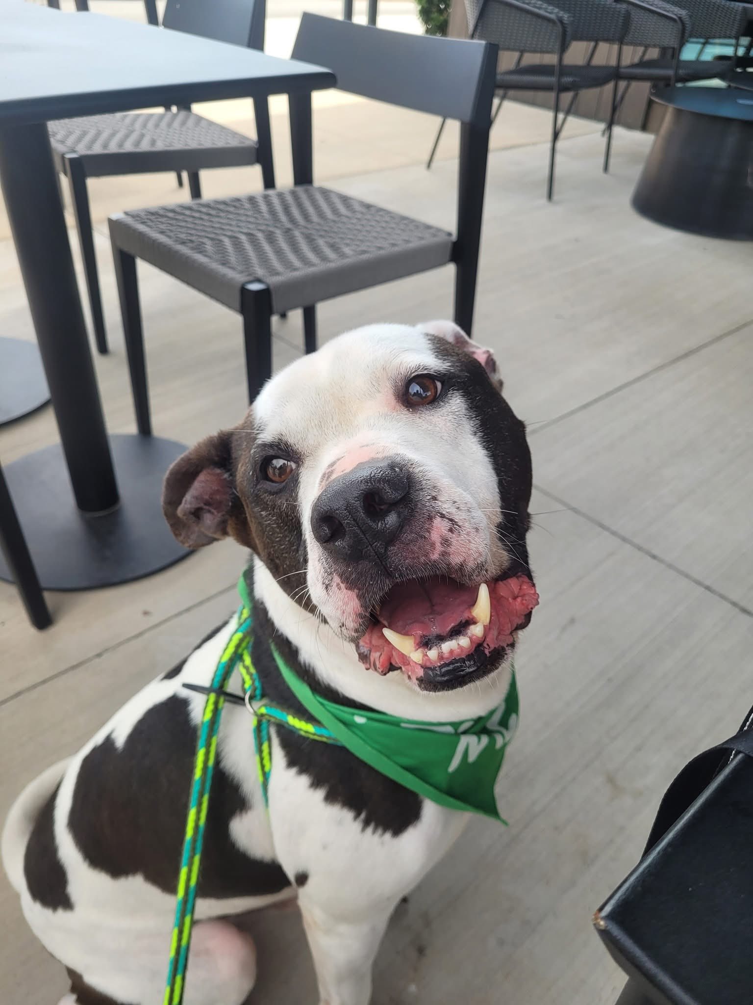 Mr. Handsome... - Humane Society of Catawba County | Facebook
