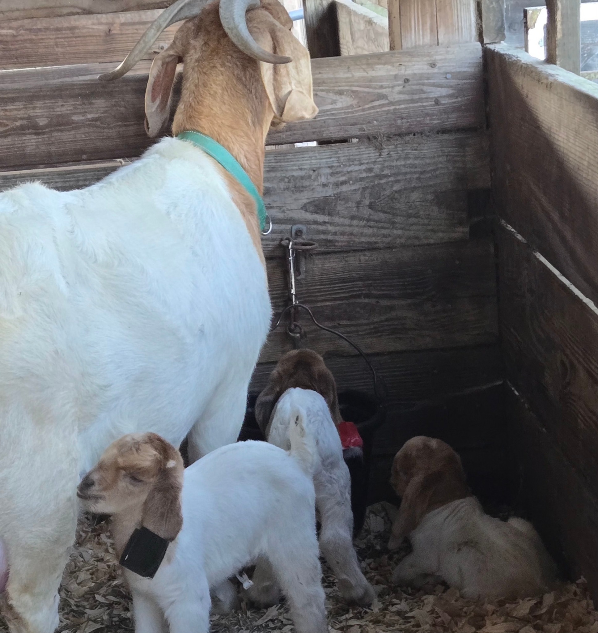 New Life Ranch Boer Goats... - New Life Ranch Boer Goats