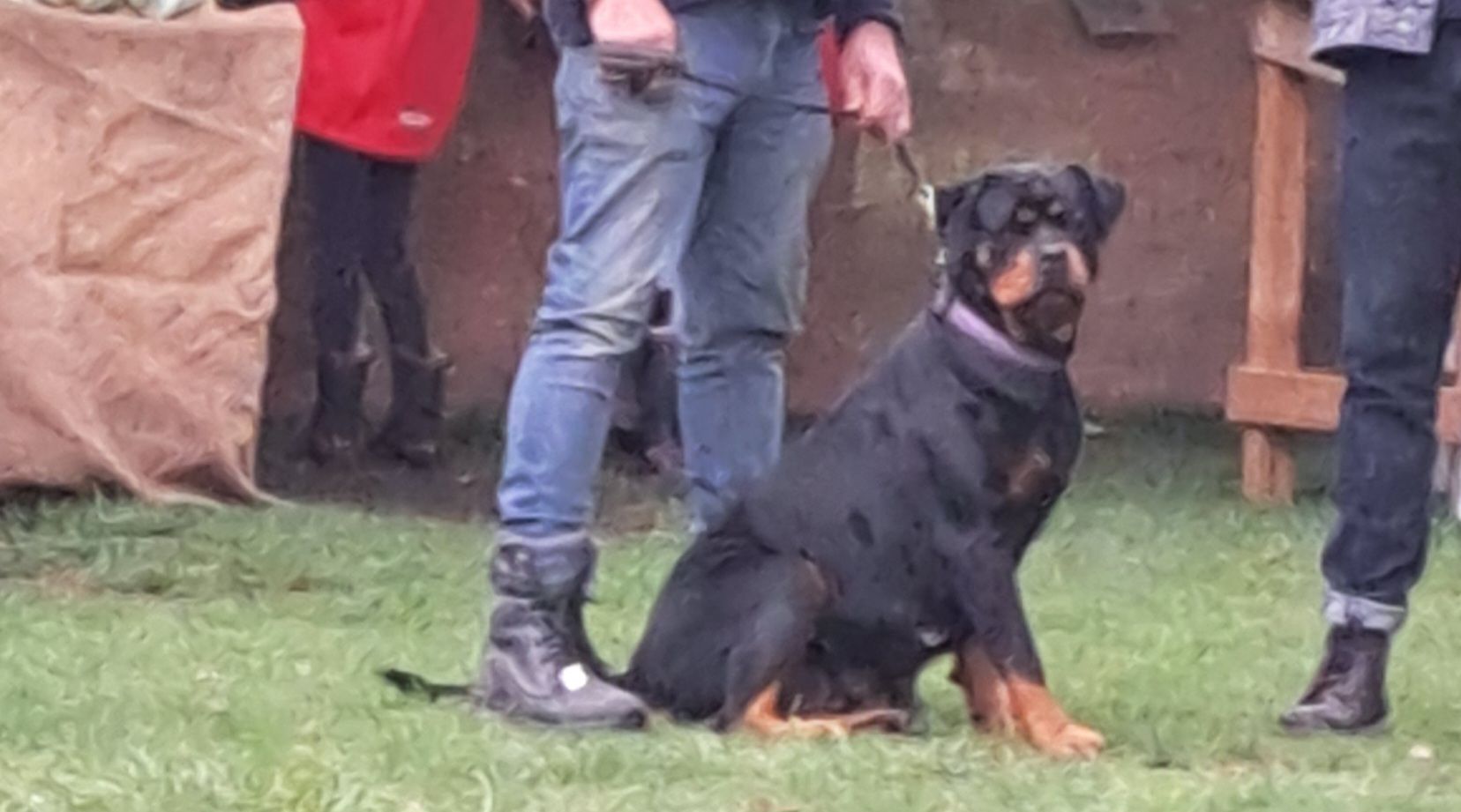 Moya Rottweilers