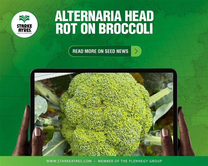 Starke - 🌱📰 SEED NEWS: Alternaria Head Rot on Broccoli! 📰🌱 Broccoli ...