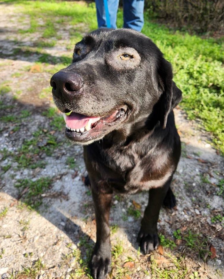 Labrador Retriever Rescue of Florida-District 8 Pasco,Pinellas,Hernando ...