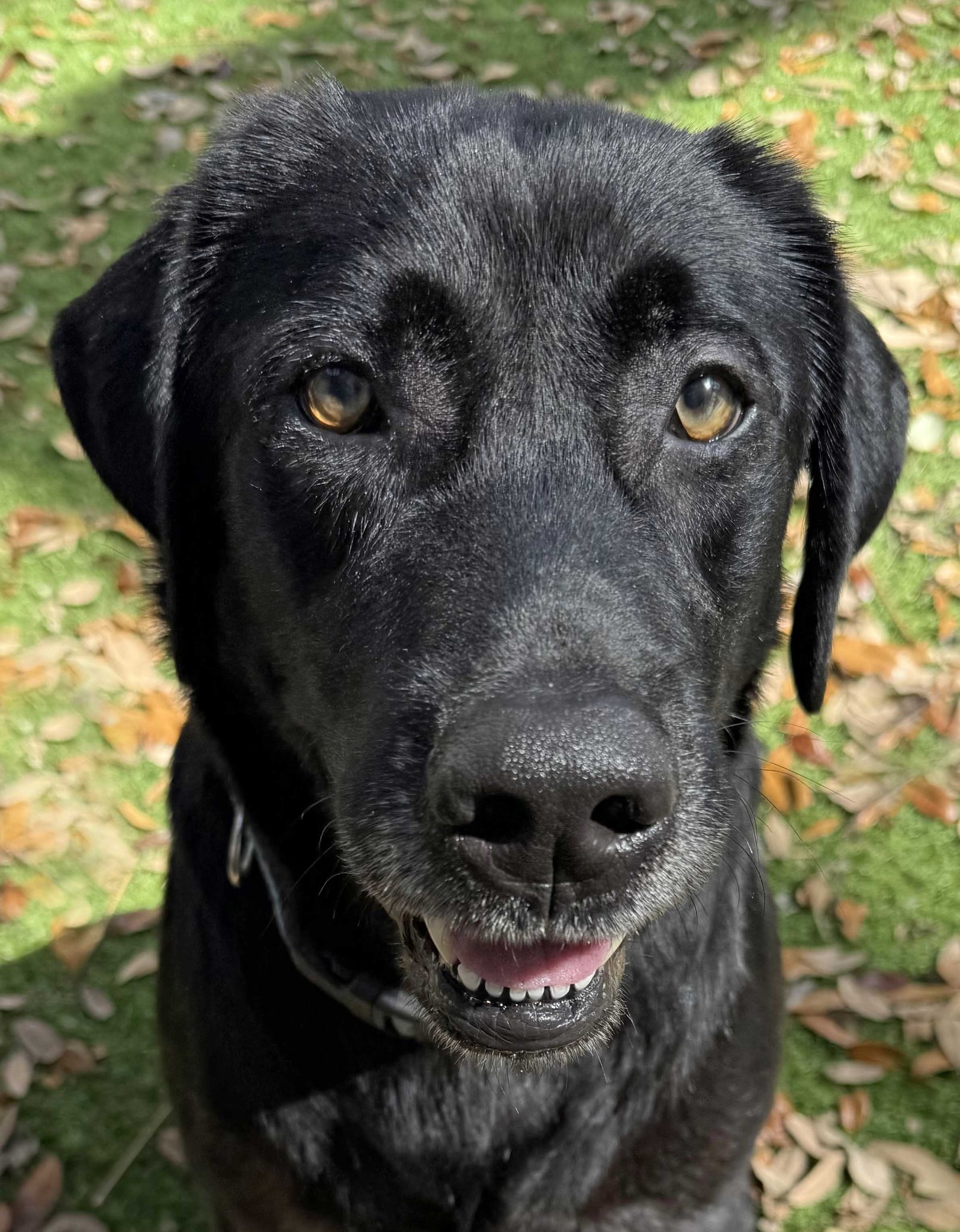 Labrador Retriever Rescue of Florida-District 8 Pasco,Pinellas,Hernando ...