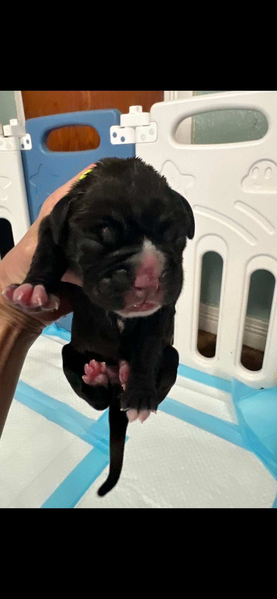 We have 10 GORGEOUS pups DOB... - Grandview Ridge Boxers