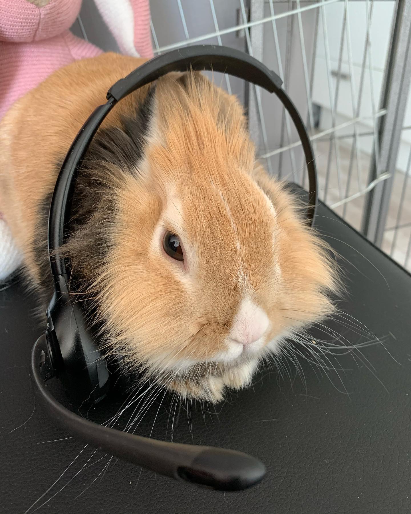 Haru - Hello, how many I help u? Haru helping daddy work from home all ...