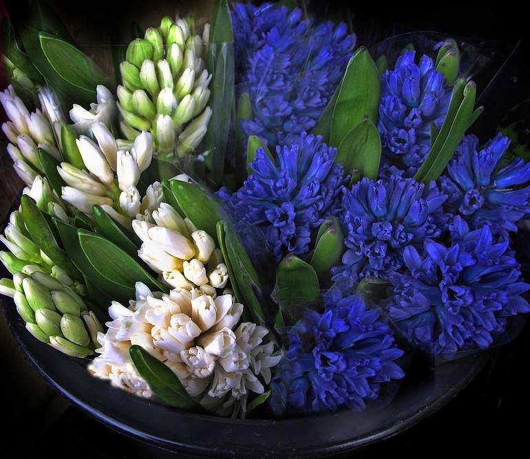 Reminiscence - Can words describe the fragrance of the very breath of ...