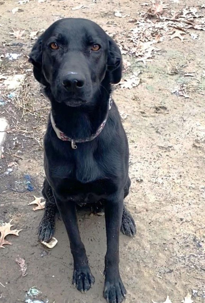 American Lab Rescue (ALR)