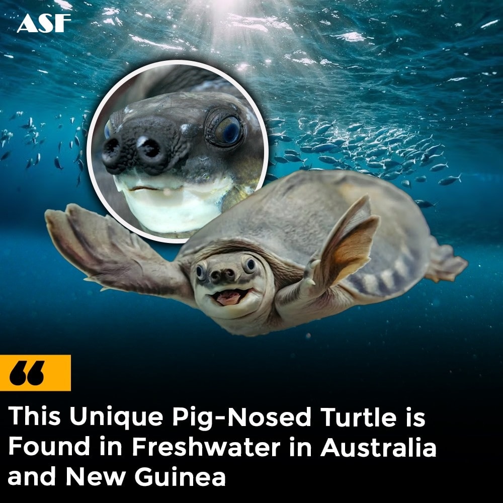 Amazing - Meet the pig-nosed turtle, a rare freshwater species native ...