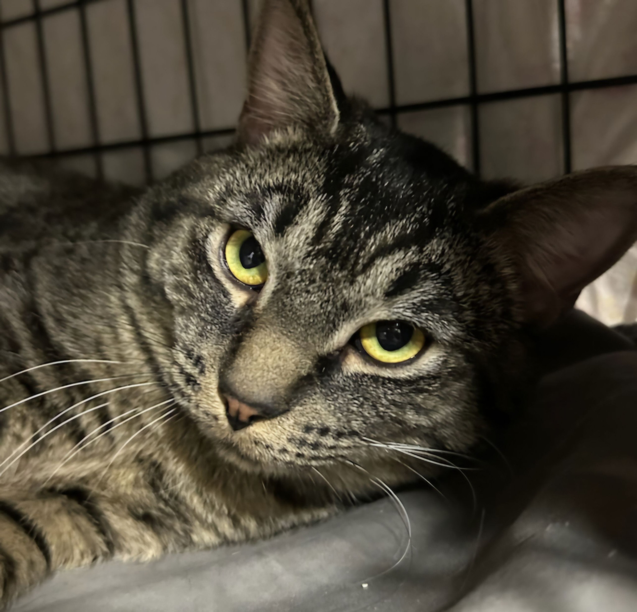A Better Chance Animal... - A Better Chance Animal Rescue