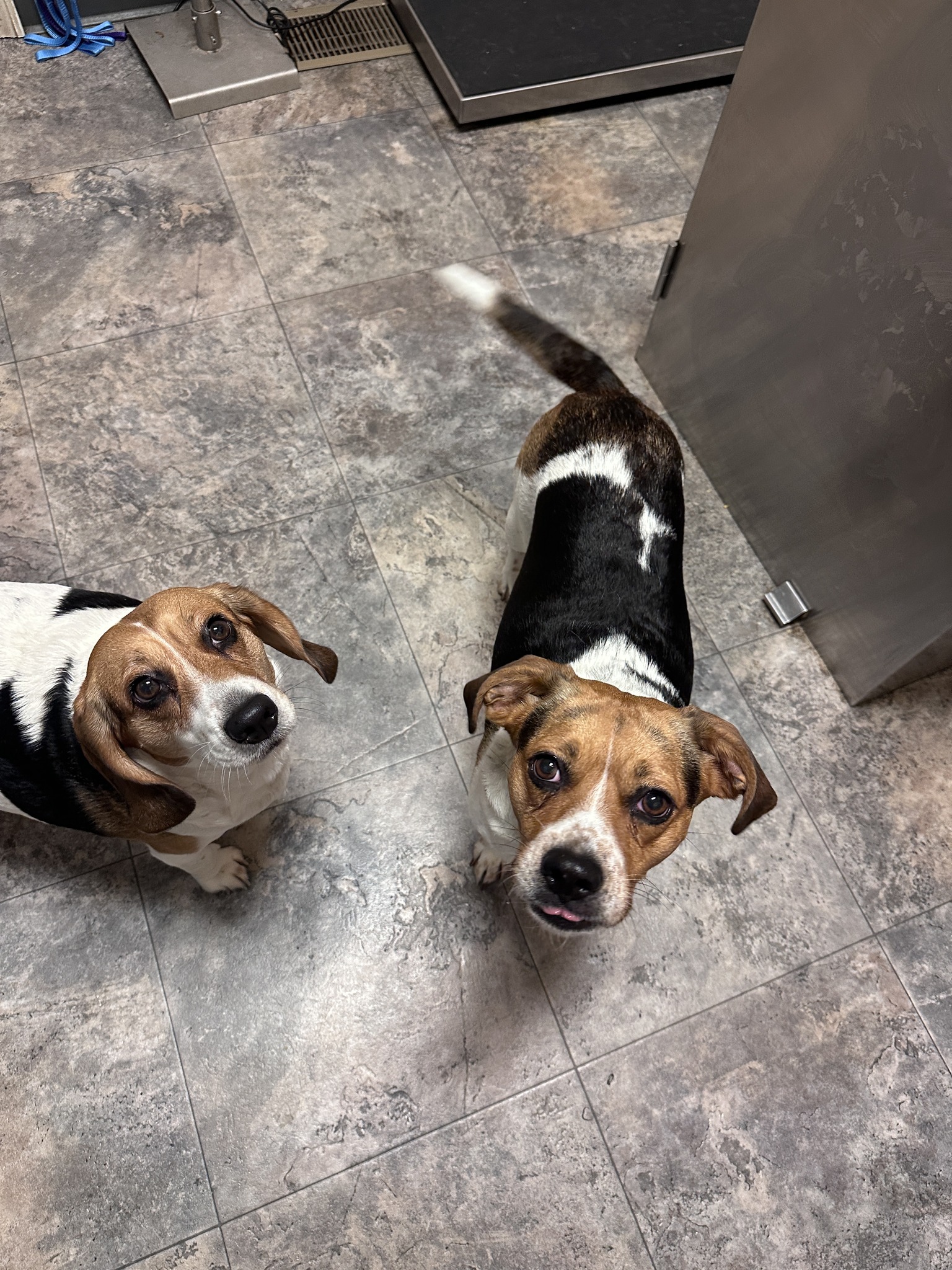 The Humane Society of Western Montana | Missoula MT