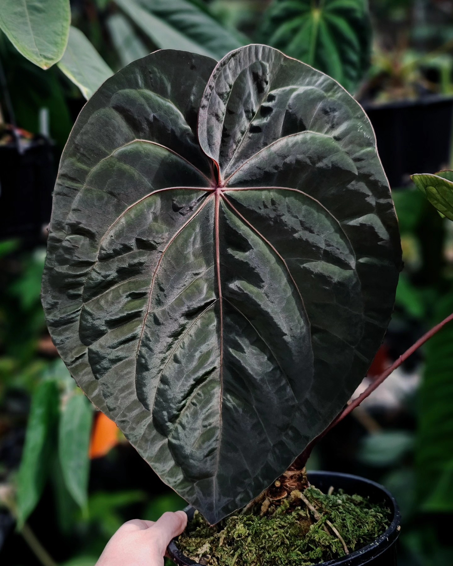 Anthurium 'Blood Moon' (aka Hoffmanii Red Sinus) 🥵 This new leaf