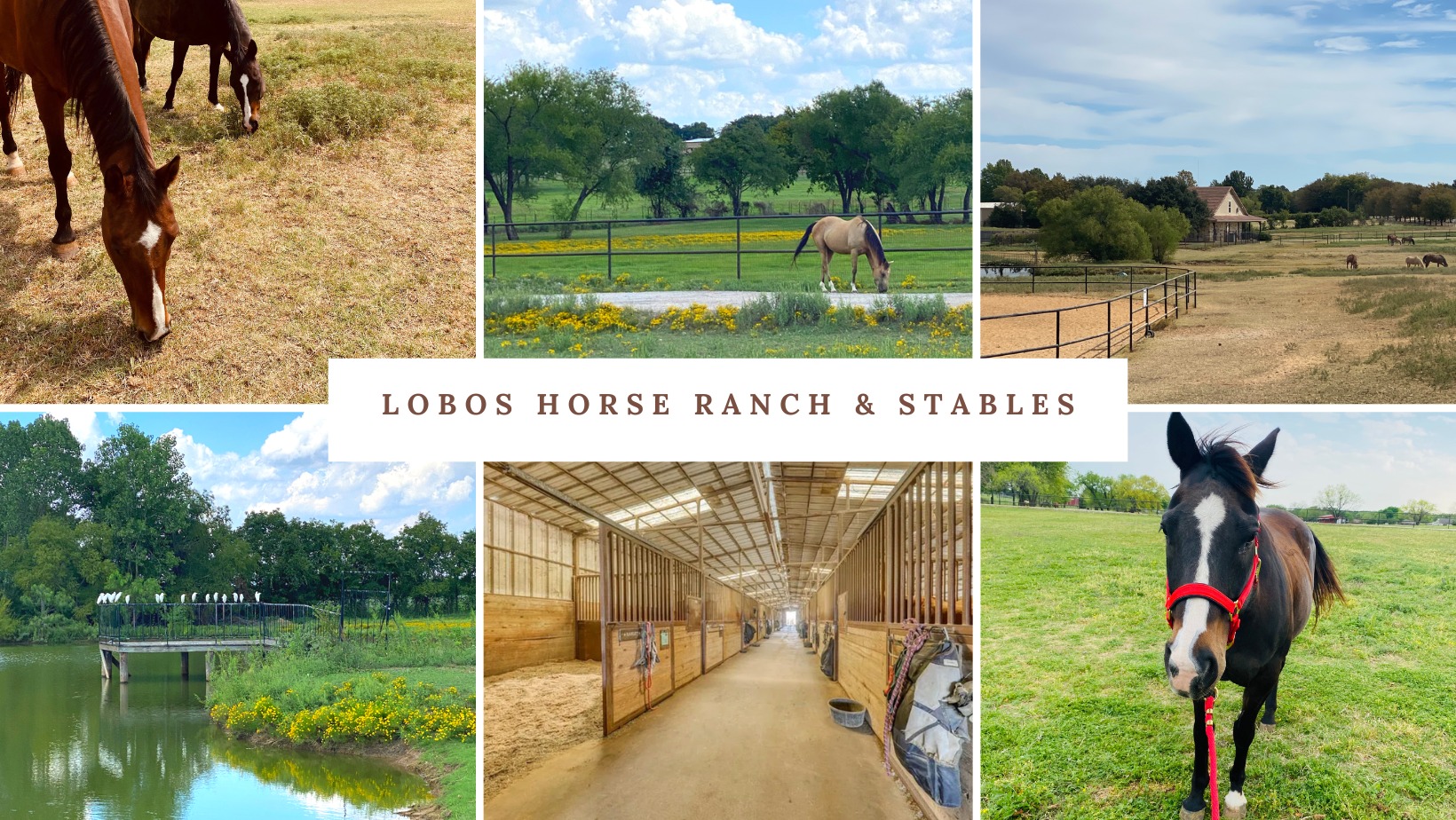 Lobos Horse Ranch & Stables | Mansfield TX