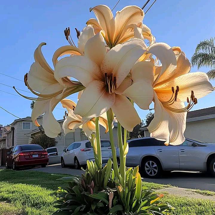 Casablanca lily (Lilium 'Casablanca')