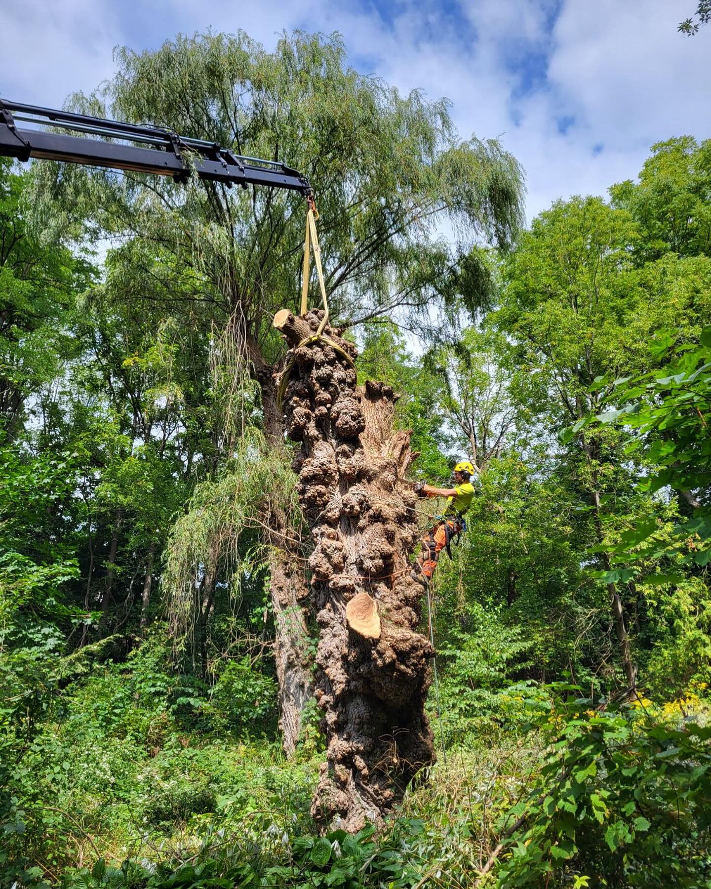 Maple Hill Tree Services | Burlington ON