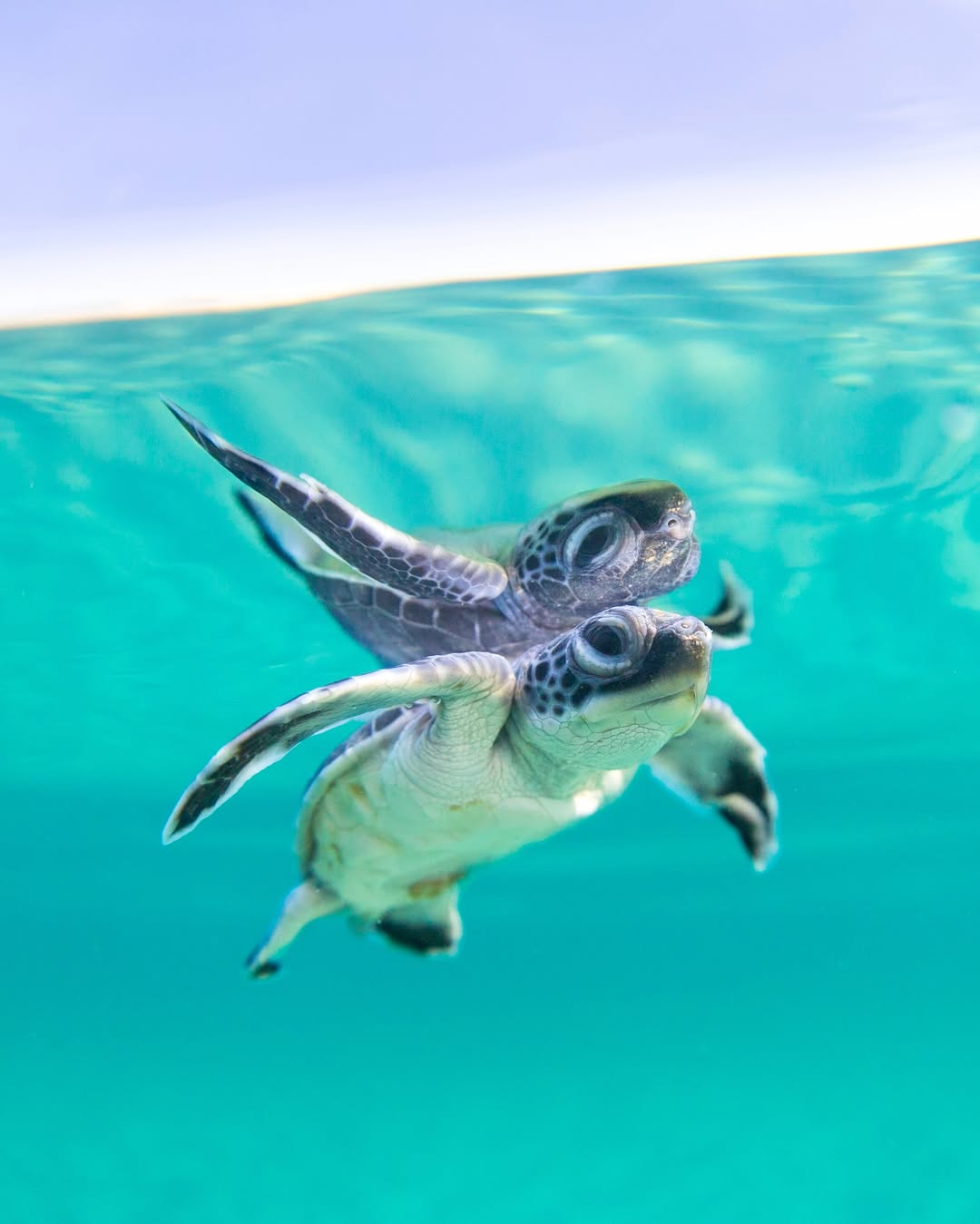 Ocean - 📸: @benjhicks Turtles are often thought to be quiet creatures ...