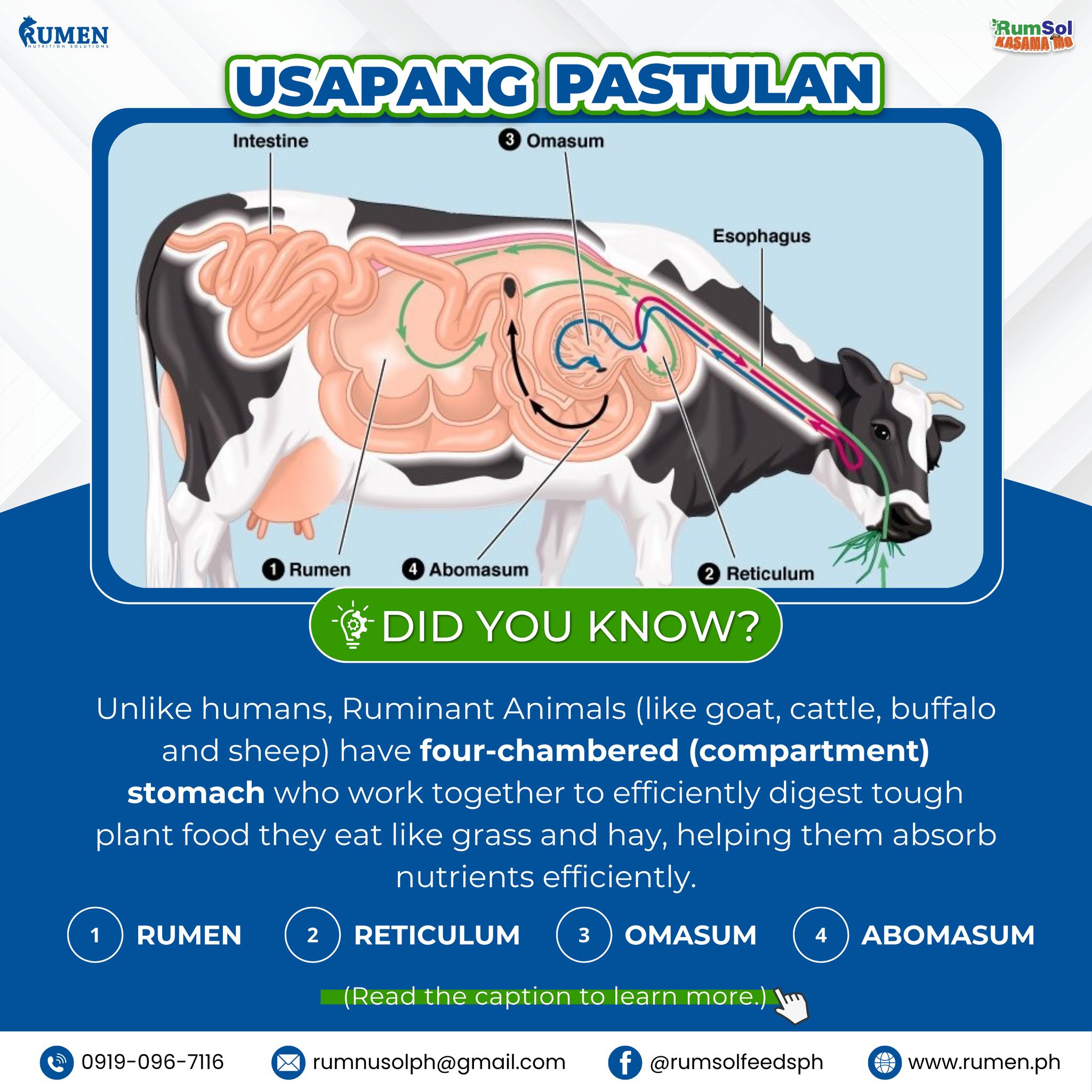 Rumsol Feeds PH - 💡MOOO-NDAY Rumen Facts: 🧐 Let's go back... | Facebook