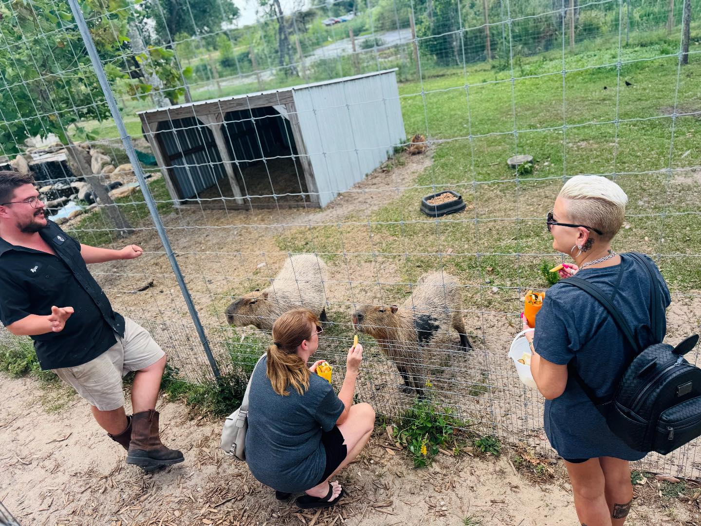 The Showcase - Have you met our Capybaras yet!? If so, leave a comment ...