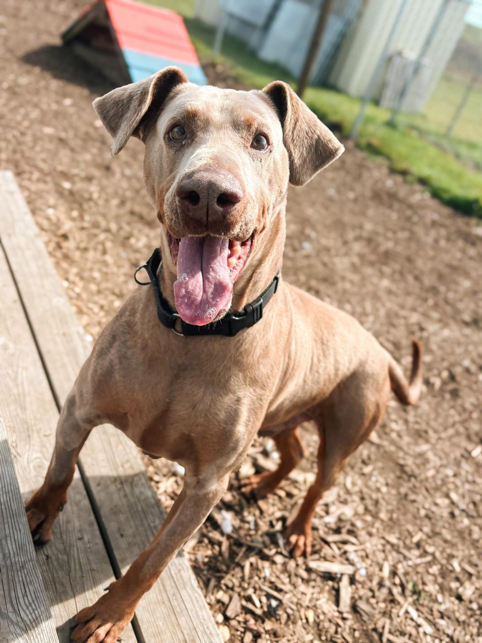 Best HD Pictures about  Humboldt County Animal Shelter Adoption  with No AI Images