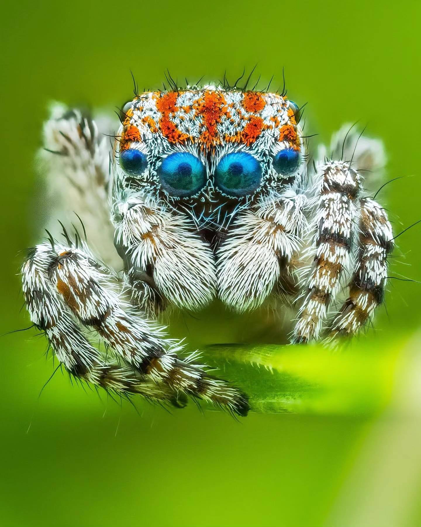 Nature - 🌟 Jumping Spider Magic: Maratus Icarus! 🕷📸 Feast your eyes on ...