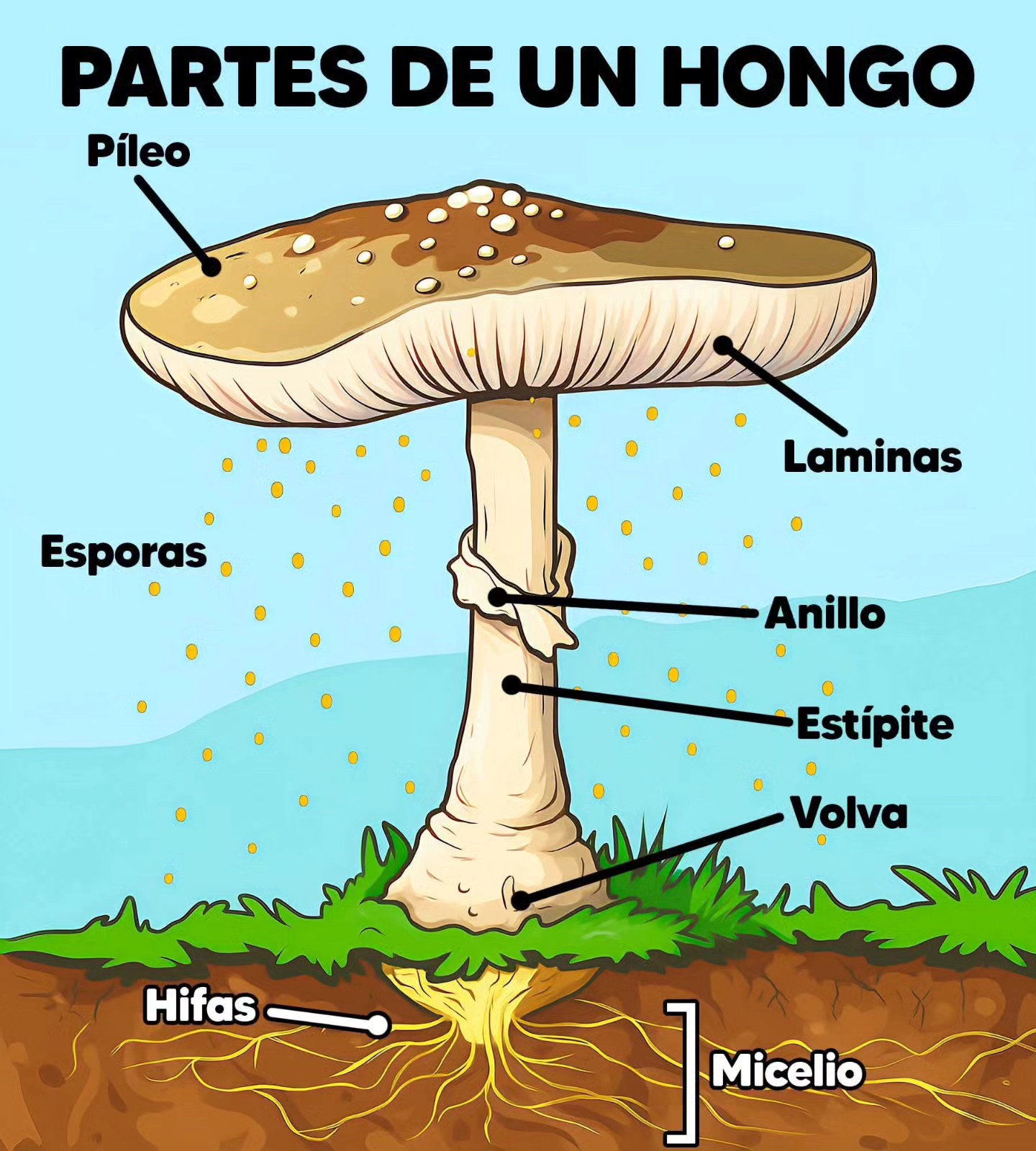 Ciencias - ¿Conocías las partes de un hongo? 🍄 Lo que solemos ver, y