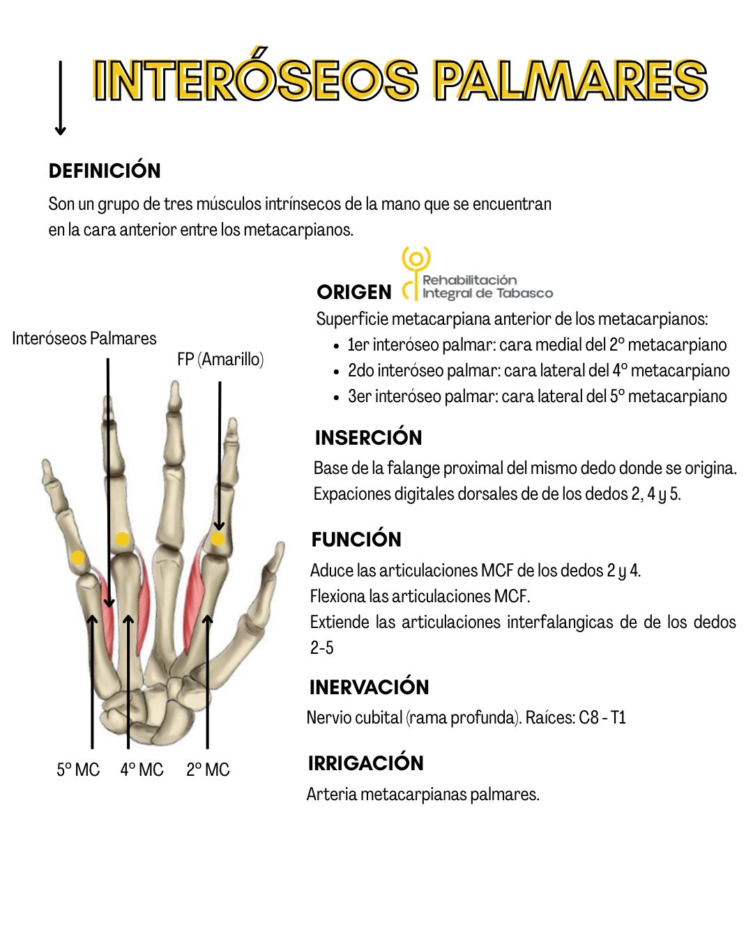 Rehabilitación - ‼️ Interóseos Palmares ‼️ ¿Qué es? Son un grupo de