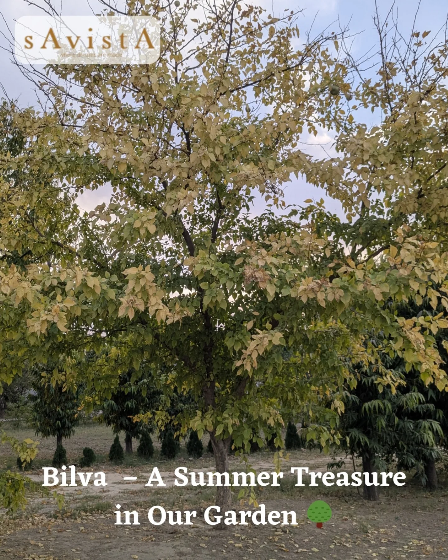 Savista - Bilva - Where Sacred meets Sweet Bridging the transition from ...