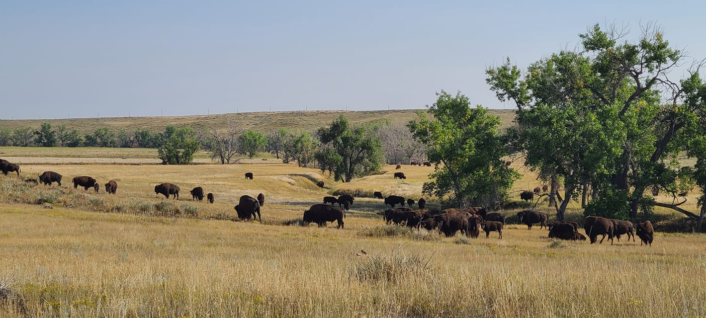 Pierce Land & Bison