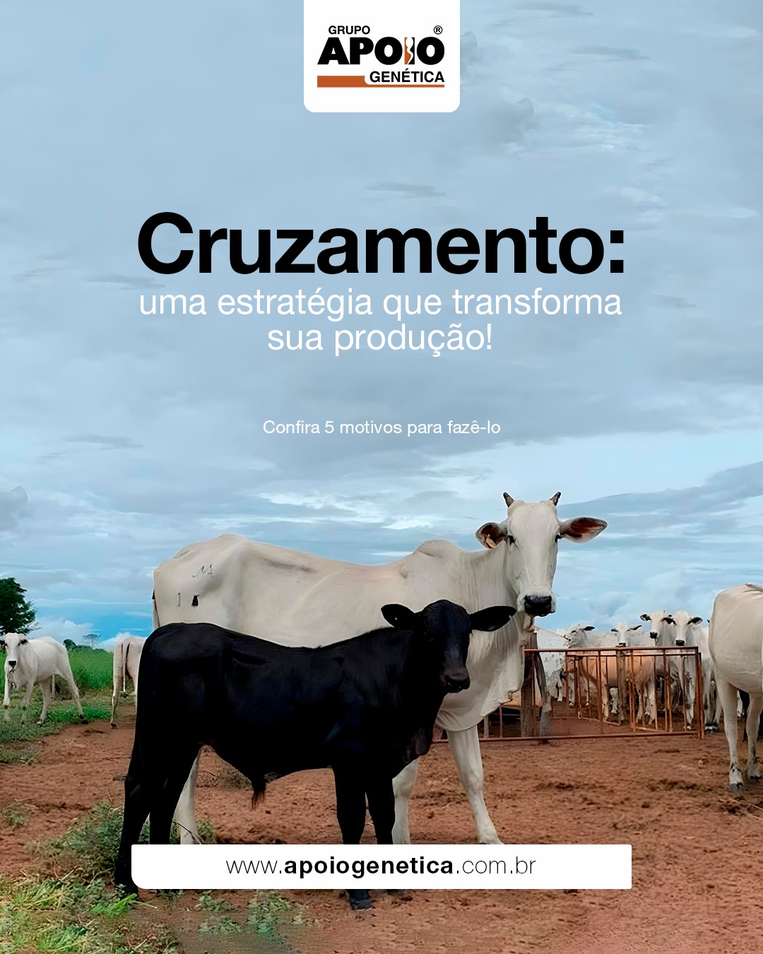 Grupo Apoio Genética - 💥 LANÇAMENTO APOIO GENÉTICA 💥 Acompanhe o ...