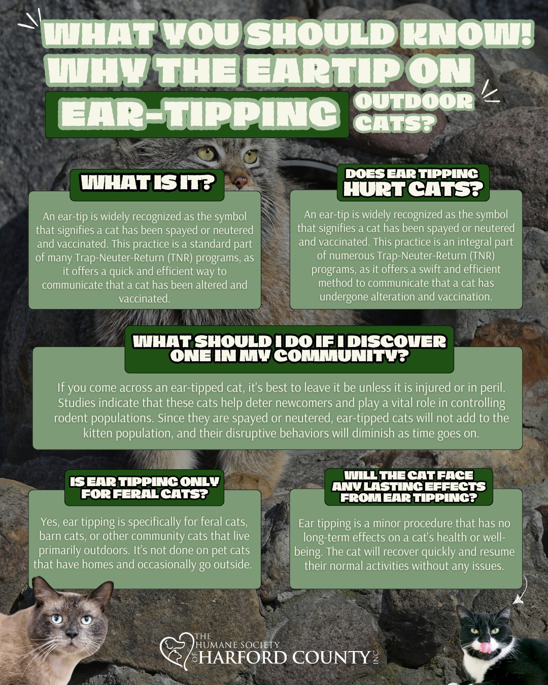 The Humane - 🐾 Ever wondered why some cats have a clipped ear? 🐾 That ...