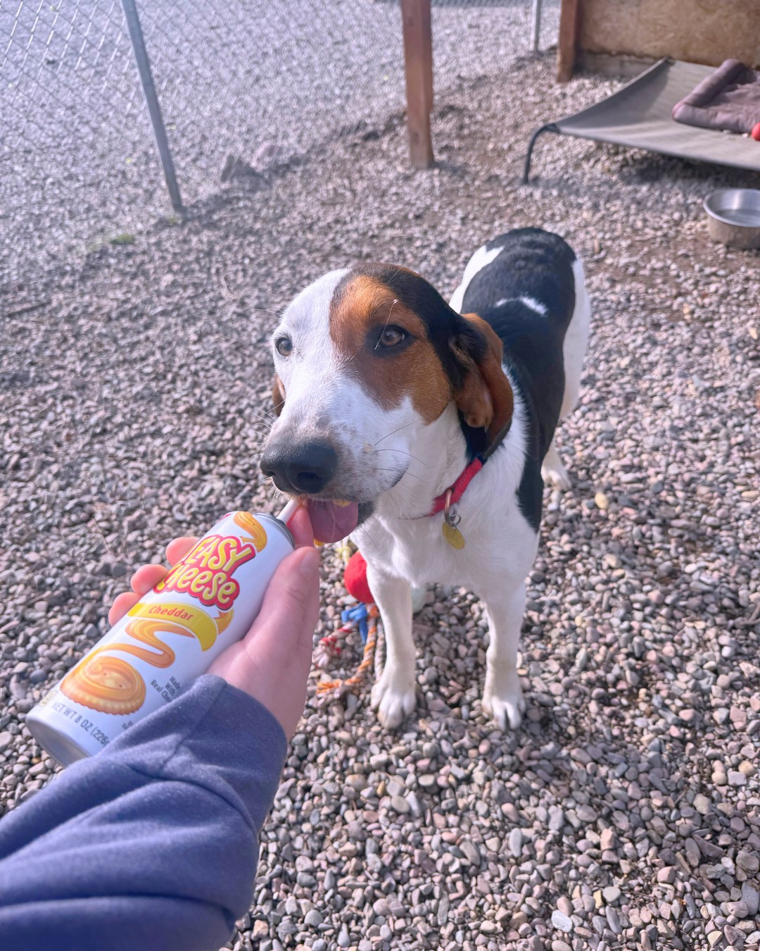 The Humane Society of Western Montana | Missoula MT