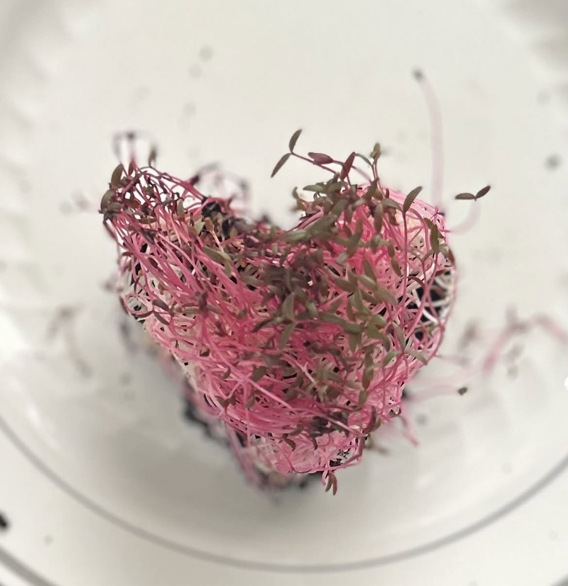 Kalipa Microgreens