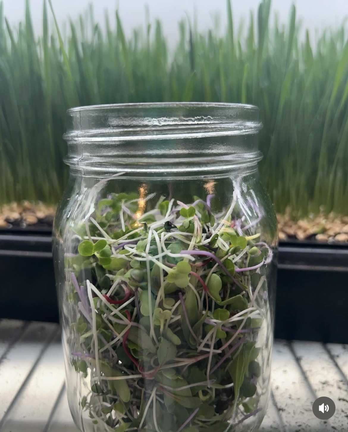 Kalipa Microgreens