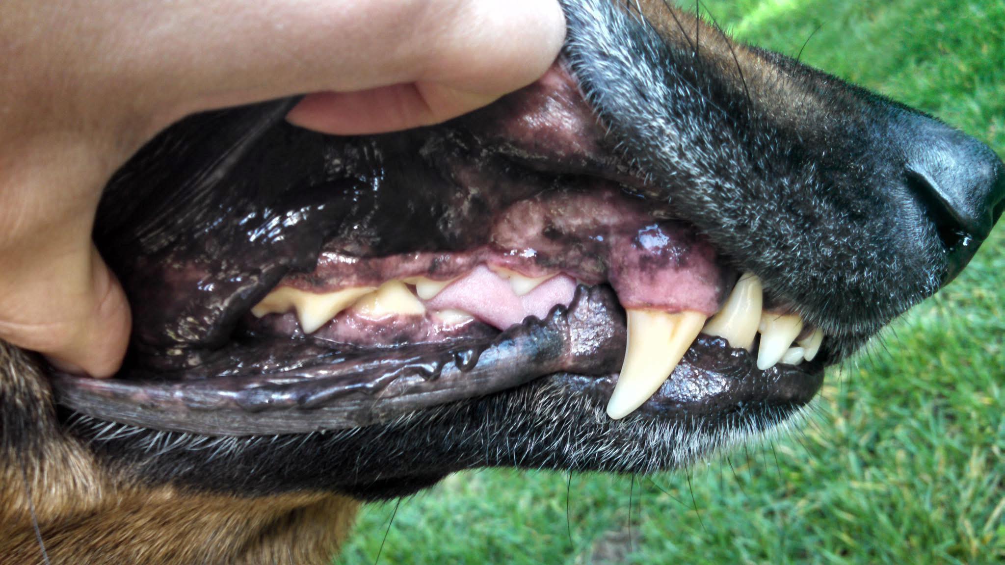 German - 🦷 Dental Health in Dogs 🤦‍♂️ The amount of Pet Owners and ...
