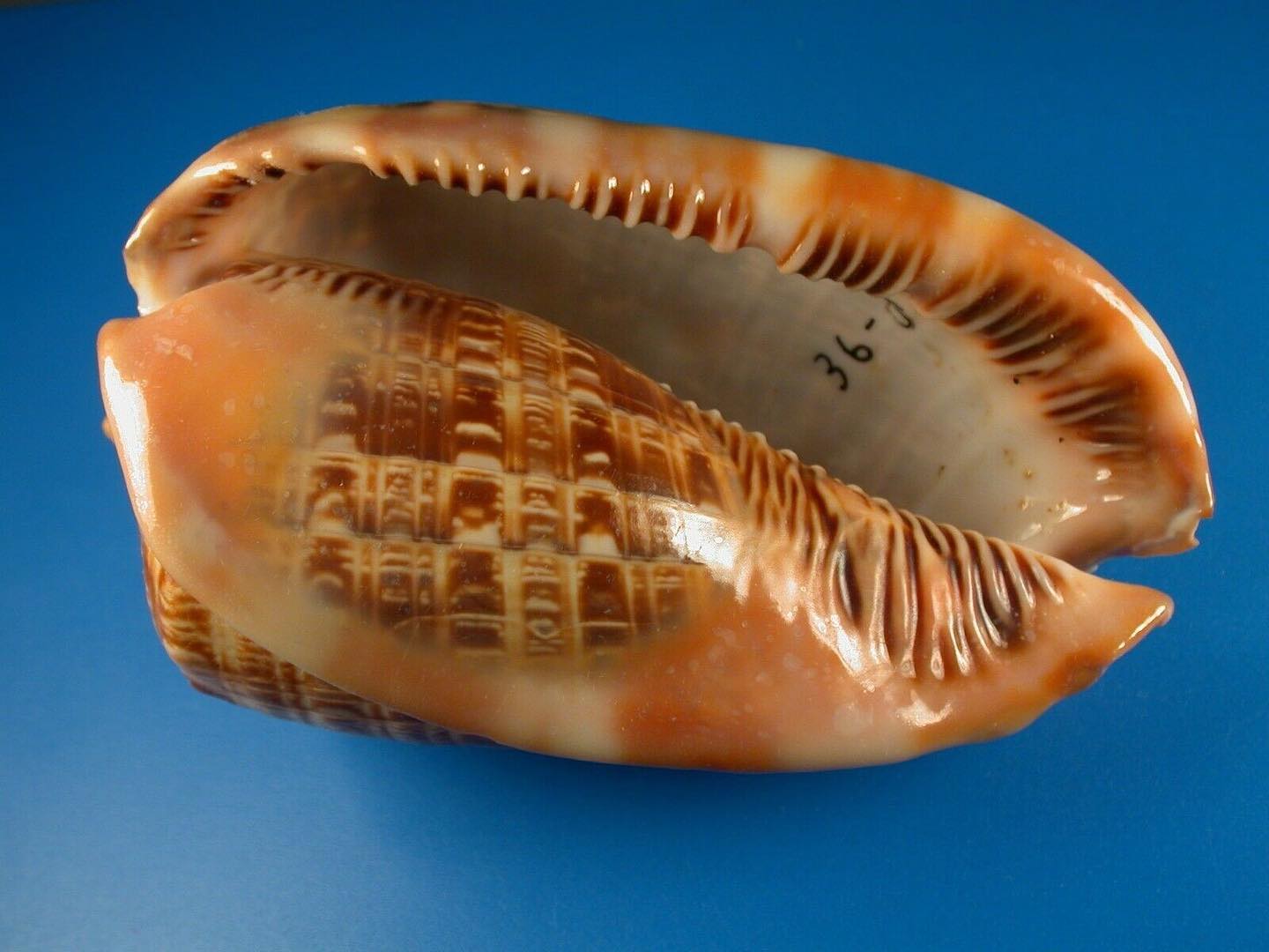 Seashell-prices.com - .com Recorded sale on Ebay 73 $, Jan 2022 and you ...