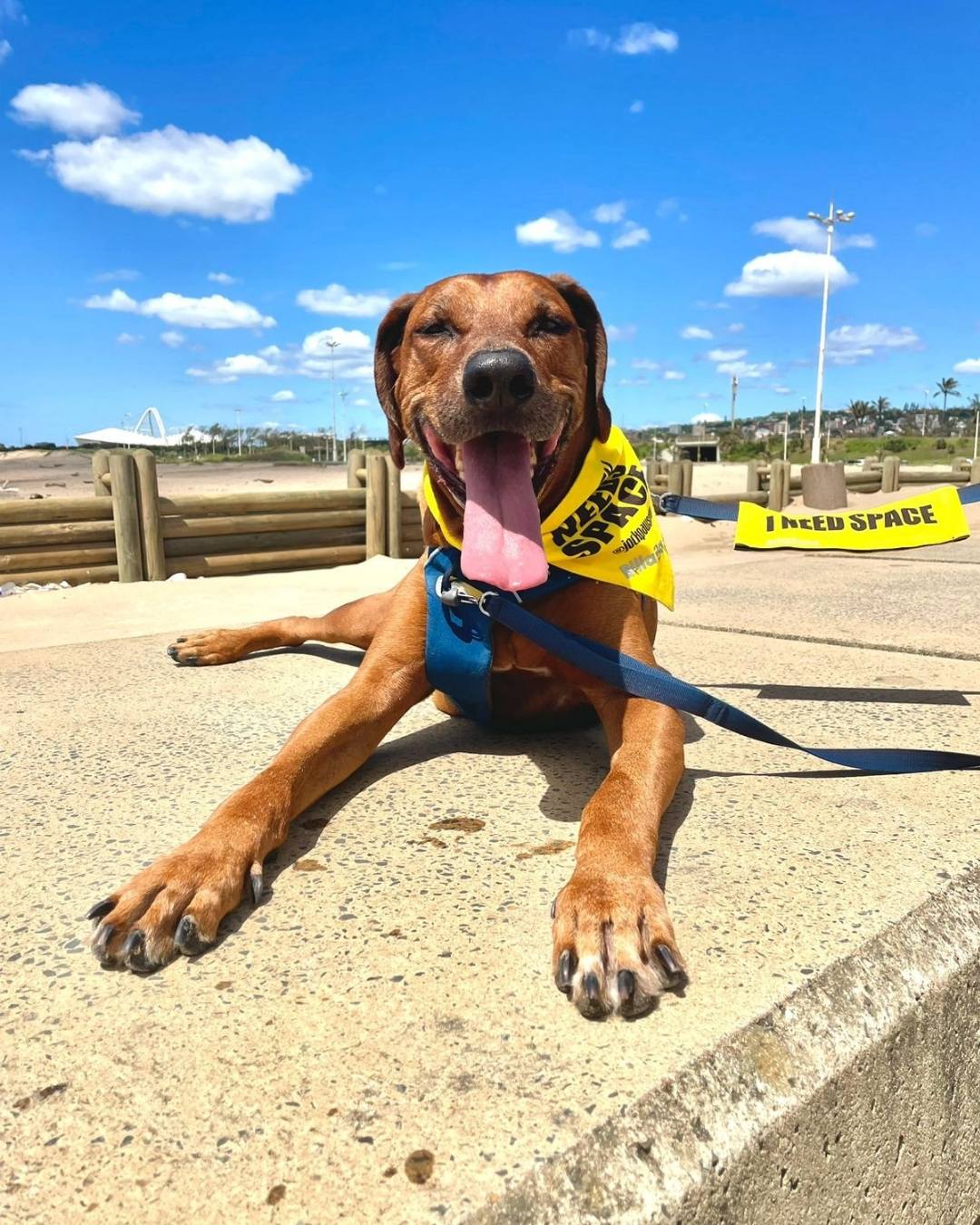 Rhodesian Ridgeback Rescue - South Africa