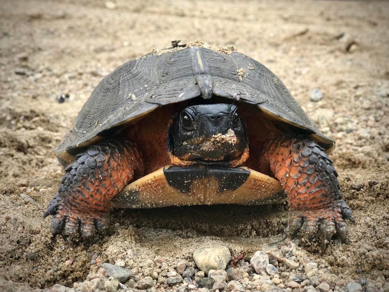 La - La Mauricie National Park is proud to collaborate with the Tortue ...