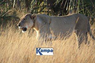 Tembe Elephant Park - Tembe Elephant National Parks lions LION ...