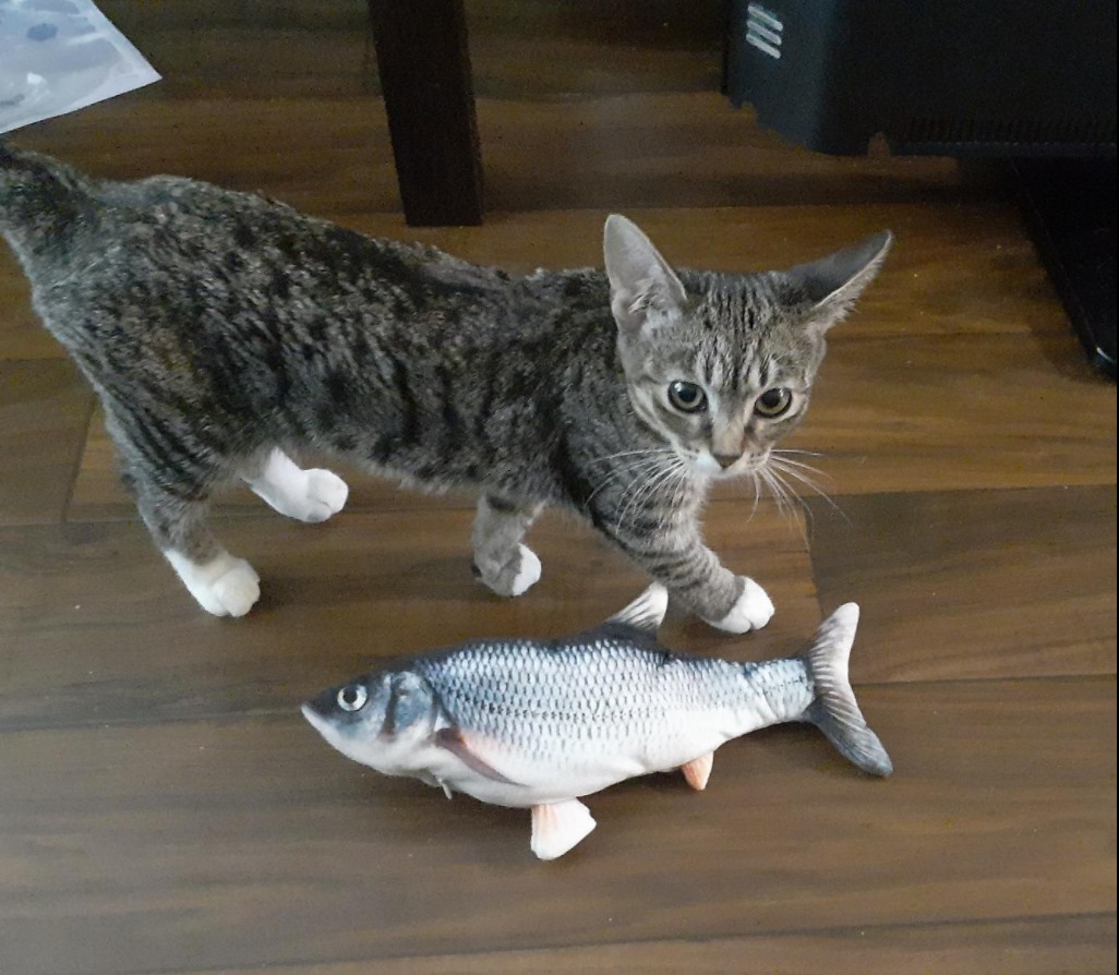 Squeeze Fish