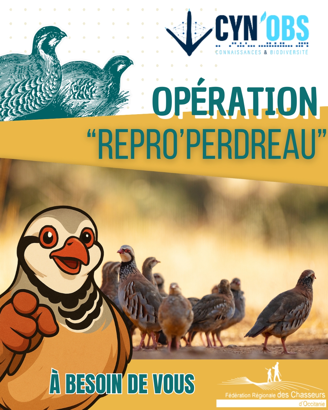Fédération - C’est le moment d’observer les compagnies de Perdrix ...